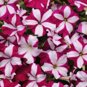 Wave Burgundy Star Wave Petunia Jumbo 6 pack 17.99 sale price